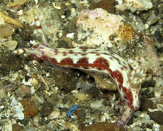  Hypselodoris maculosa (Sea Slug)